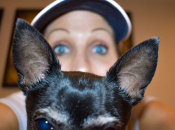 Close-up portrait of dog relaxing at home