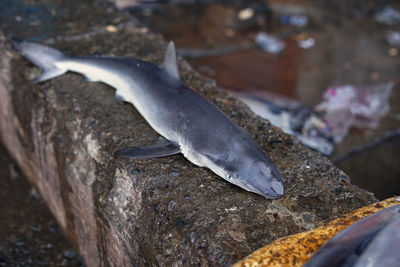 Close-up of fish on rock