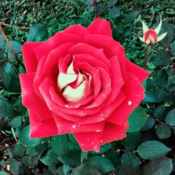 Close-up of red rose