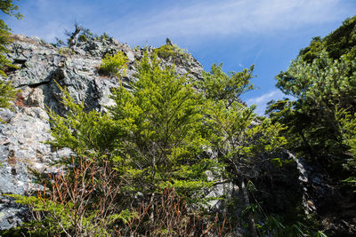 Low angle view of trees against sky