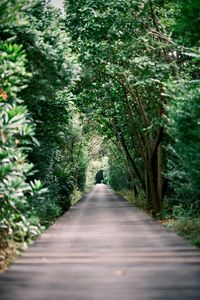 Mangrove plank road