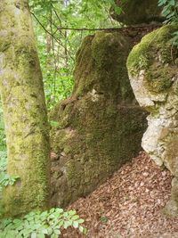 Moss growing on tree trunk in forest