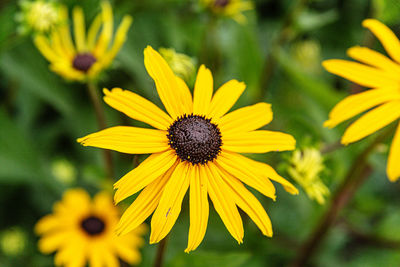 Close-up of yellow daisy flower