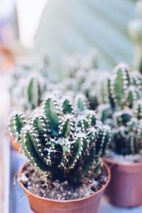 Close-up of potted cactus plant