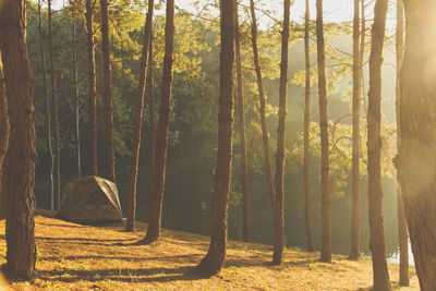 Tents amidst trees at campsite in forest