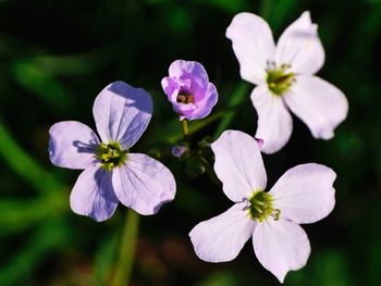 Close-up of flowers