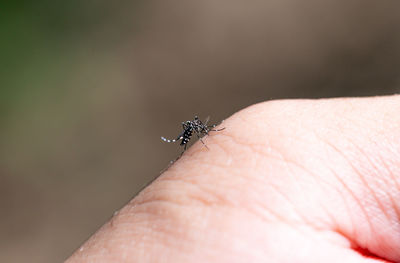 Close-up of insect on hand