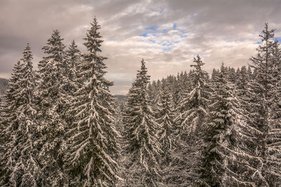 Snow covered trees against sky