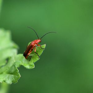 Close-up of insect on leaf