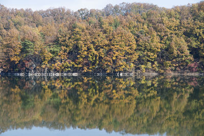 Scenic view of lake in forest