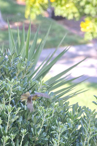 Close-up of flowering plants on field