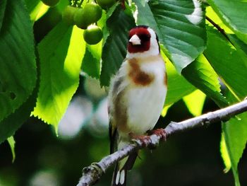 Close-up of bird perching on branch