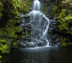 Scenic view of waterfall in forest