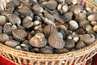 Close-up of shells in basket