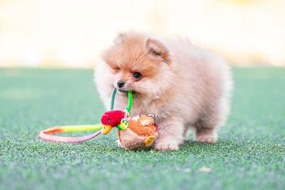 Close-up of dog on field