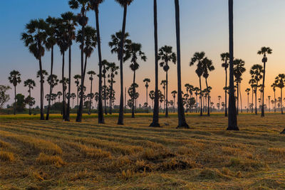 Golden rice field and sugar palm tree on the morning sunshine.