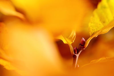 Close-up of yellow flower
