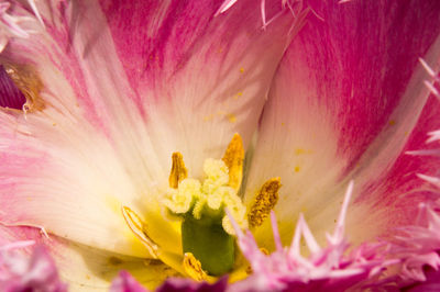 Full frame shot of pink flower