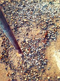 Close-up of pebbles