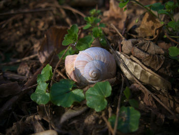 Close-up of snail on land