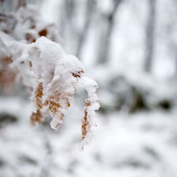 Close-up of frozen plant