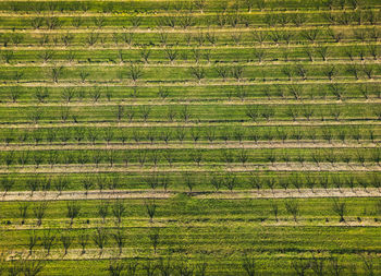 Aerial view of orchard with apple trees during sunset. the fields are covered with a hail net. 