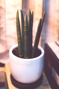 Close-up of succulent plant on table