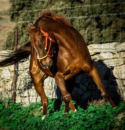 Horse standing on field