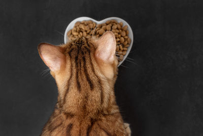 The head of a bengal cat near a bowl of dry food on a dark background. selective focus.