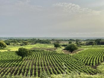 agriculture
