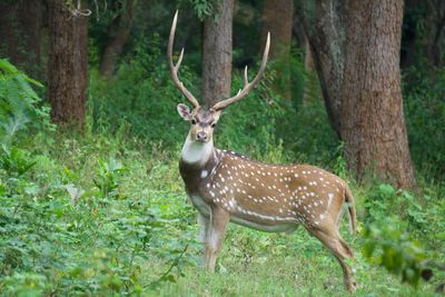 Spotted deer in the forest