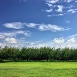 Trees on grassy field against sky