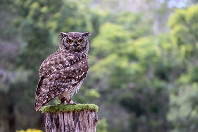 Spotted eagle owl from south africa in a sanctuary in the garden route