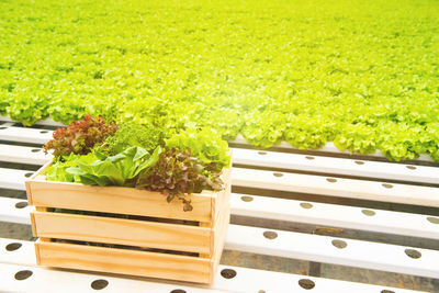 Close-up of fresh vegetables in field