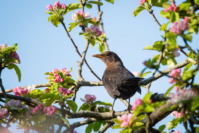 Low angle view of bird perching on flower tree