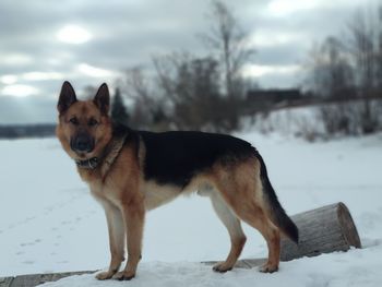 Dog looking away on snow covered land