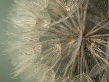 Abstract dandelion flower background extreme closeup. big dandelion on natural background. art focus