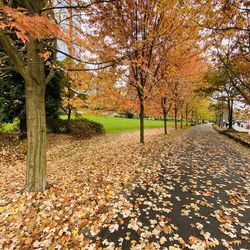 Sunlight falling on autumn leaves in park