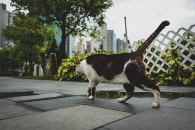 Cat on street in city