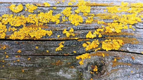 Full frame shot of yellow maple leaf on wood