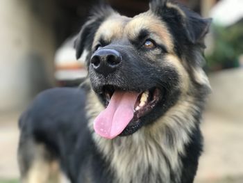 Close-up of dog looking away