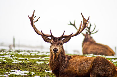 Portrait of deer on field against sky