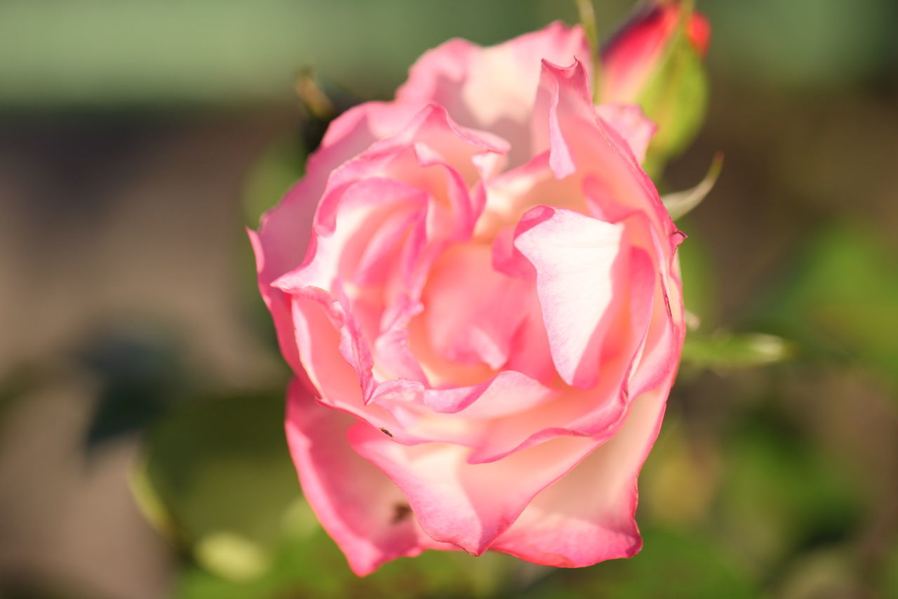CLOSE-UP OF PINK ROSE IN GARDEN