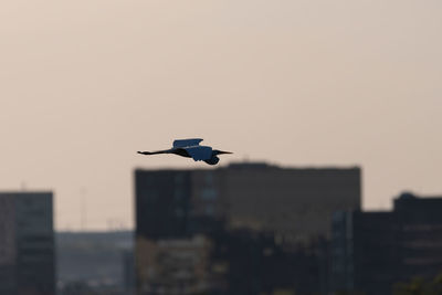 Seagull flying in city against sky