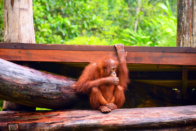 Monkey on a tree