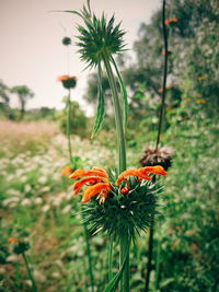 Close-up of red flower