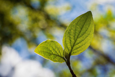 Close-up of fresh green leaf against blurred background