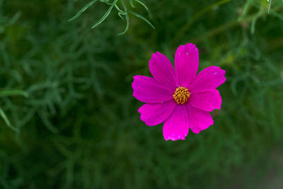 Close-up of pink flower