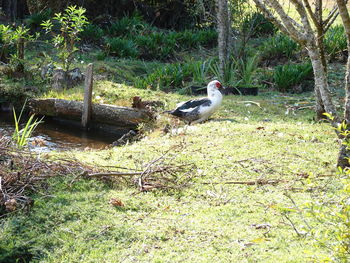 Bird on tree trunk