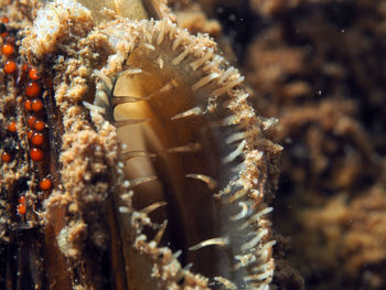 Close-up of coral in sea